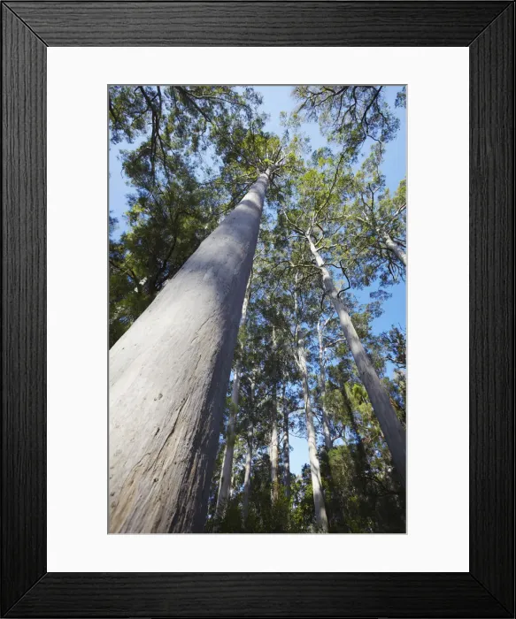 Framed Print : Karri trees in Warren National Park, Pemberton, Western Australia, Australia Framed Print : Karri trees in Warren National Park, Pemberton, Western Australia, Australia