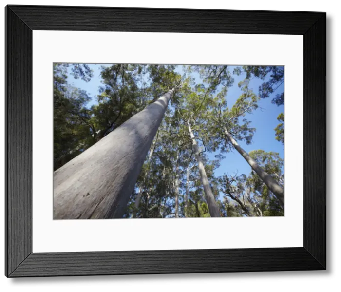 Framed Print : Karri trees in Warren National Park, Pemberton, Western Australia, Australia Framed Print : Karri trees in Warren National Park, Pemberton, Western Australia, Australia