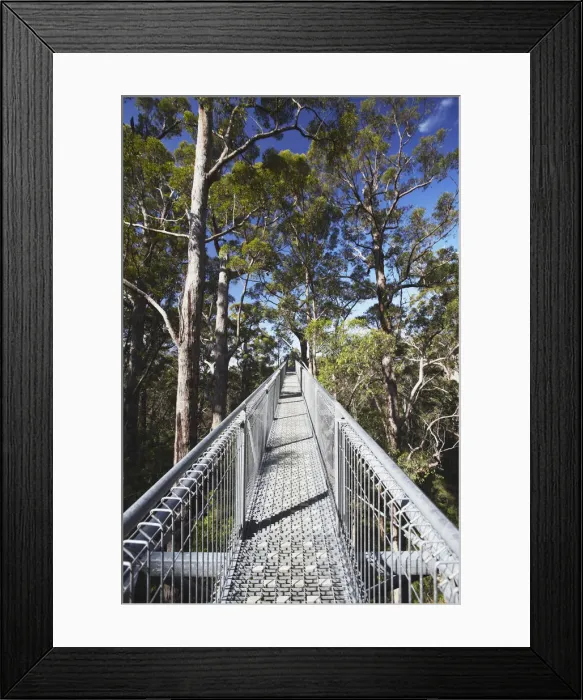 Framed Print : Treetop Walk in Valley of the Giants, Walpole, Western Australia, Australia Framed Print : Treetop Walk in Valley of the Giants, Walpole, Western Australia, Australia