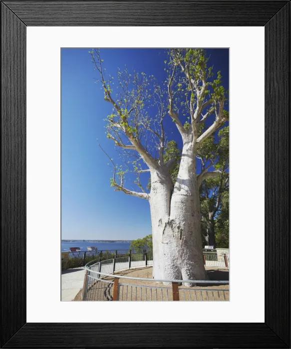 Framed Print : Boab tree in Kings Park, Perth, Western Australia, Australia