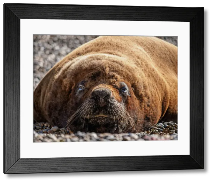 Framed Print : South American Sea Lion (Otaria flavescens), male, Punta Ninfas, Atlantic Coast, Chubut Framed Print : South American Sea Lion (Otaria flavescens), male, Punta Ninfas, Atlantic Coast, Chubut