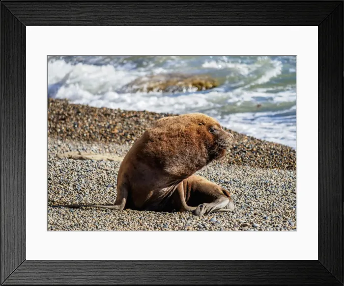 Framed Print : South American Sea Lion (Otaria flavescens), male, Punta Ninfas, Atlantic Coast, Chubut Framed Print : South American Sea Lion (Otaria flavescens), male, Punta Ninfas, Atlantic Coast, Chubut