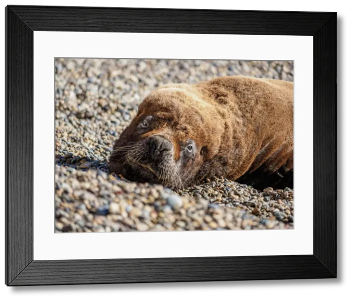 Framed Print : South American Sea Lion (Otaria flavescens), male, Punta Ninfas, Atlantic Coast, Chubut Framed Print : South American Sea Lion (Otaria flavescens), male, Punta Ninfas, Atlantic Coast, Chubut