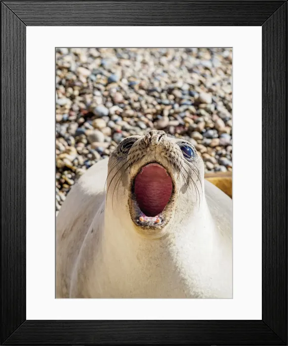 Framed Print : Southern Elephant Seal (Mirounga leonina), female, Punta Ninfas, Atlantic Coast, Chubut Framed Print : Southern Elephant Seal (Mirounga leonina), female, Punta Ninfas, Atlantic Coast, Chubut