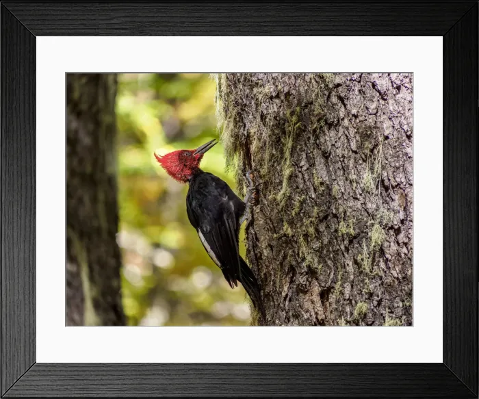 Framed Print : Magellanic woodpecker (Campephilus magellanicus), Nahuel Huapi National Park, Rio Framed Print : Magellanic woodpecker (Campephilus magellanicus), Nahuel Huapi National Park, Rio