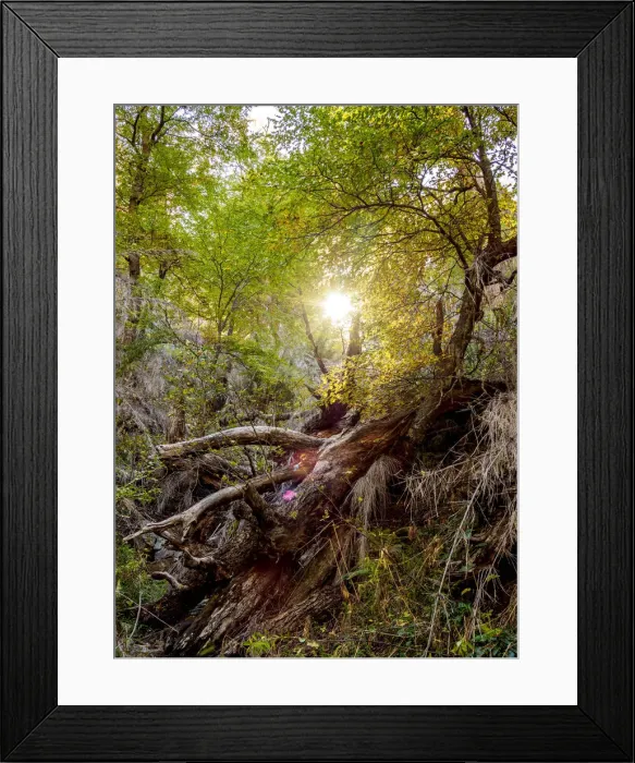 Framed Print : Forest on the Trail to Refugio Frey, Nahuel Huapi National Park, Rio Negro Province Framed Print : Forest on the Trail to Refugio Frey, Nahuel Huapi National Park, Rio Negro Province
