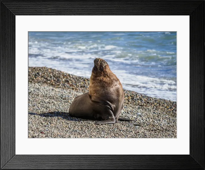 Framed Print : South American Sea Lion (Otaria flavescens), male, Punta Ninfas, Atlantic Coast, Chubut Framed Print : South American Sea Lion (Otaria flavescens), male, Punta Ninfas, Atlantic Coast, Chubut