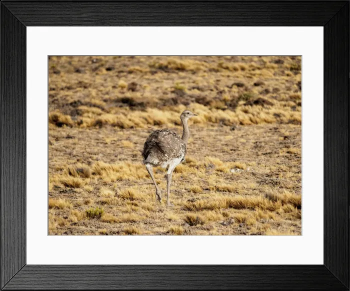 Framed Print : Rhea, Santa Cruz Province, Patagonia, Argentina Framed Print : Rhea, Santa Cruz Province, Patagonia, Argentina