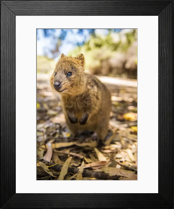 Framed Print : Rottnest Island, Fremantle, Perth, Western Australia, Australia Framed Print : Rottnest Island, Fremantle, Perth, Western Australia, Australia