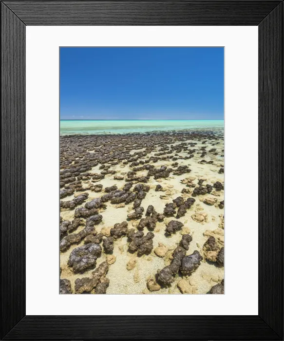 Framed Print : Hamelin Pool Marine Nature Reserve, Shark Bay, Gascoyne region, Western Australia Framed Print : Hamelin Pool Marine Nature Reserve, Shark Bay, Gascoyne region, Western Australia