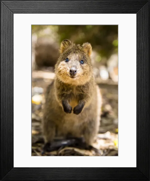 Framed Print : Rottnest Island, Fremantle, Perth, Western Australia, Australia Framed Print : Rottnest Island, Fremantle, Perth, Western Australia, Australia