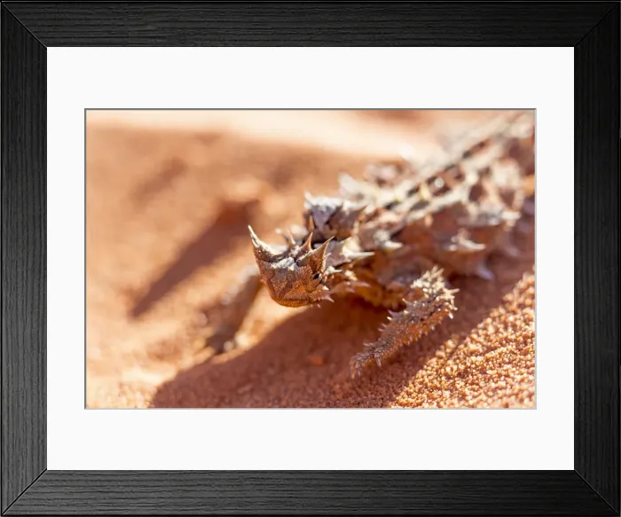 Framed Print : The Thorny Devil, Francois Peron, Western Australia