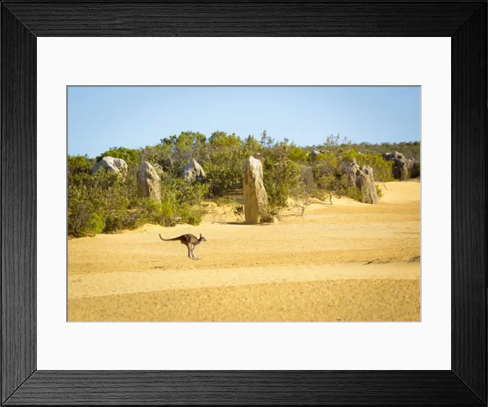Framed Print : Kangaroo in the Pinnacle Desert, Western Australia Framed Print : Kangaroo in the Pinnacle Desert, Western Australia