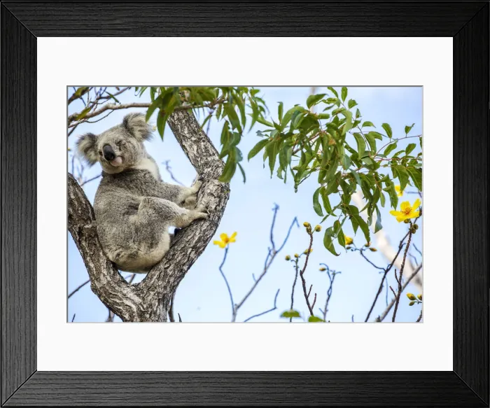 Framed Print : Wild Koala, Magnetic Island. Townsville, Queensland, Australia Framed Print : Wild Koala, Magnetic Island. Townsville, Queensland, Australia