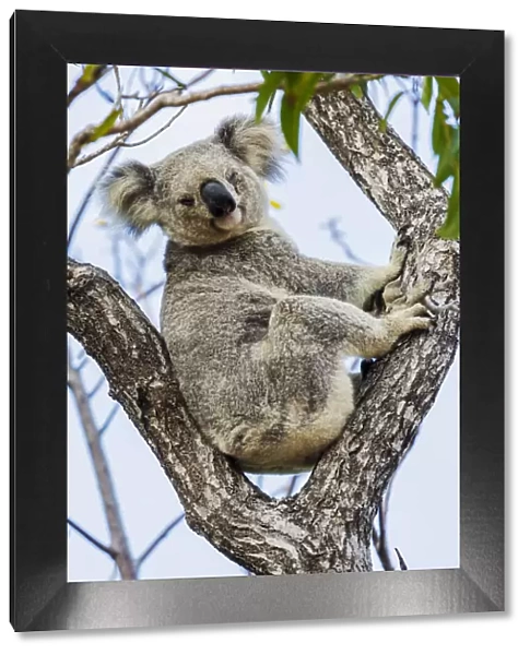 Wild Koala, Magnetic Island. Townsville, Queensland, Australia