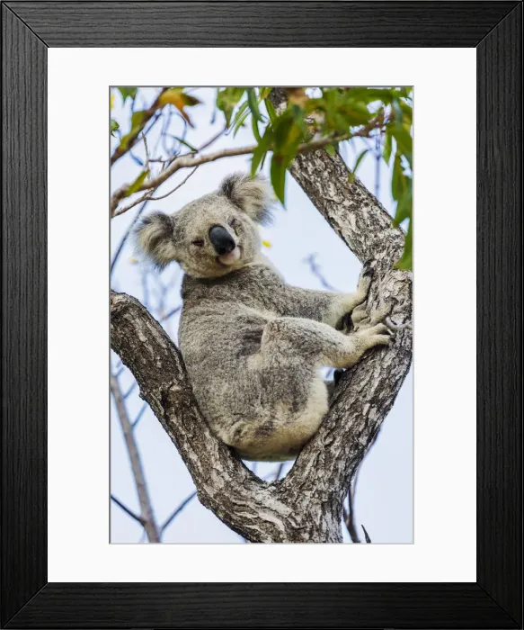 Framed Print : Wild Koala, Magnetic Island. Townsville, Queensland, Australia Framed Print : Wild Koala, Magnetic Island. Townsville, Queensland, Australia