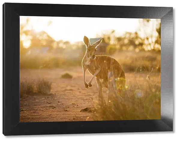 Alice Springs, Northern Territory, Australia. Red kangaroo at sunset
