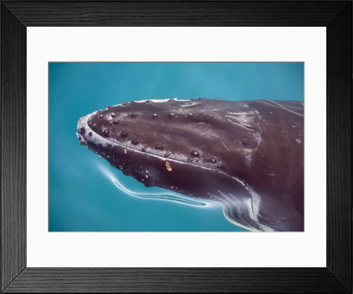 Framed Print : Humpback whale underwater, Hervey Bay, Queensland, Australia Framed Print : Humpback whale underwater, Hervey Bay, Queensland, Australia