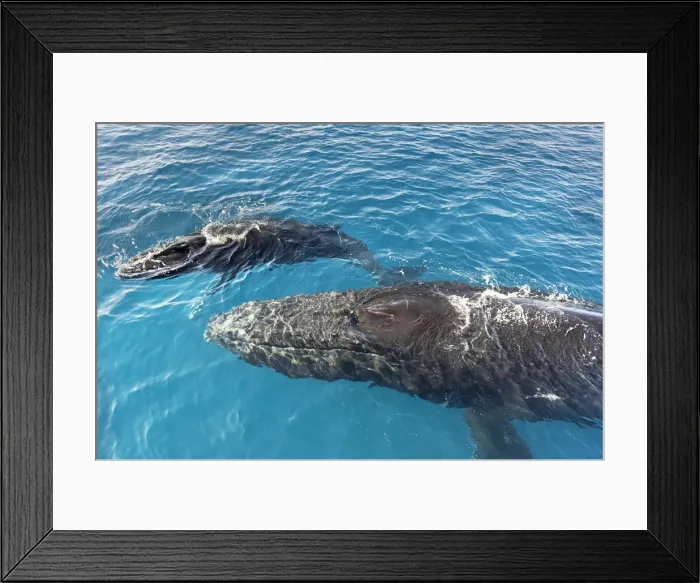 Framed Print : Humpback Whales, Mother and Calf (Megaptera novaeangliae), Hervey Bay, Queensland Framed Print : Humpback Whales, Mother and Calf (Megaptera novaeangliae), Hervey Bay, Queensland