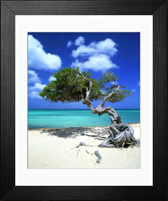 Framed Print : Divi Divi Tree, Aruba, Lesse Antilles, Caribbean Framed Print : Divi Divi Tree, Aruba, Lesse Antilles, Caribbean