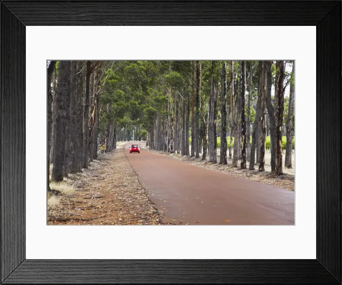 Framed Print : Car driving along driveway of Vasse Felix winery, Margaret River, Western Australia Framed Print : Car driving along driveway of Vasse Felix winery, Margaret River, Western Australia
