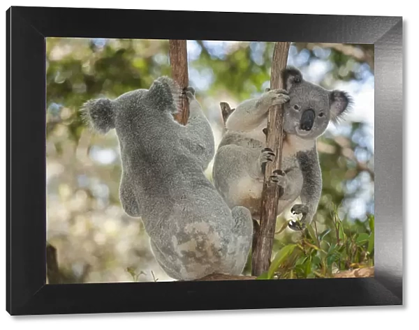 Koalas (Phascolarctos Cinereous), Lone Pine Koala Sanctuary, Brisbane, Queensland