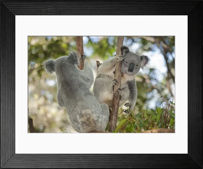 Framed Print : Koalas (Phascolarctos Cinereous), Lone Pine Koala Sanctuary, Brisbane, Queensland Framed Print : Koalas (Phascolarctos Cinereous), Lone Pine Koala Sanctuary, Brisbane, Queensland