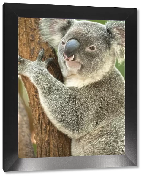 Koala (Phascolarctos Cinereous) on Eucalyptus tree; Brisbane, Queensland; Australia