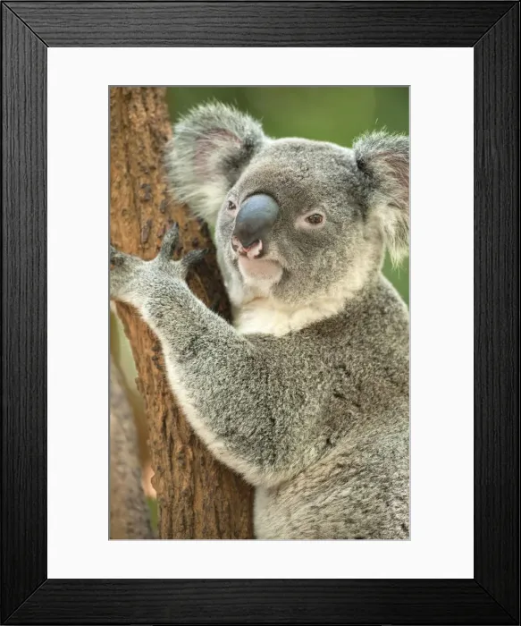 Framed Print : Koala (Phascolarctos Cinereous) on Eucalyptus tree; Brisbane, Queensland; Australia Framed Print : Koala (Phascolarctos Cinereous) on Eucalyptus tree; Brisbane, Queensland; Australia