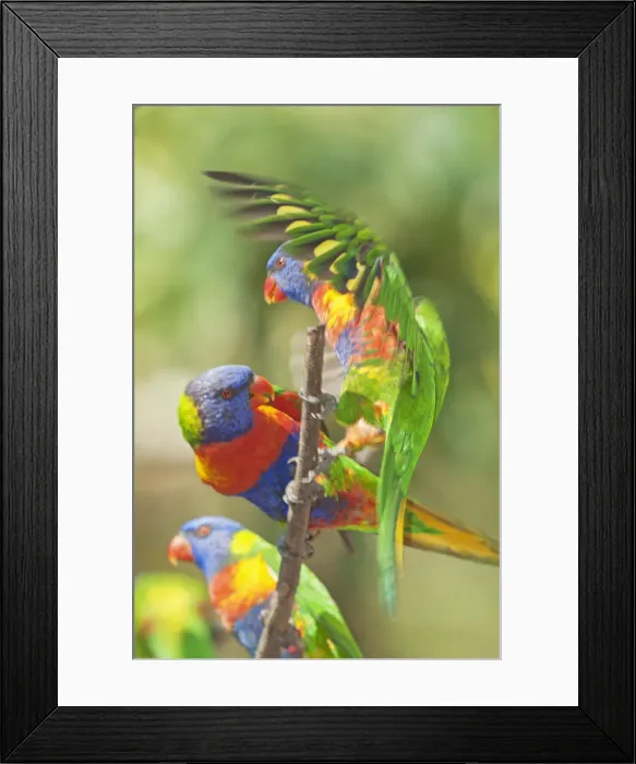 Framed Print : Rainbow Lorikeets, (Trichoglossus haematodus) Lone Pine Koala Sanctuary, Brisbane Framed Print : Rainbow Lorikeets, (Trichoglossus haematodus) Lone Pine Koala Sanctuary, Brisbane