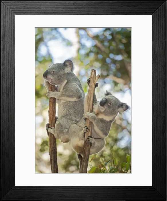 Framed Print : Koalas (Phascolarctos Cinereous) climbing, Lone Pine Koala Sanctuary, Brisbane, Queensland Framed Print : Koalas (Phascolarctos Cinereous) climbing, Lone Pine Koala Sanctuary, Brisbane, Queensland