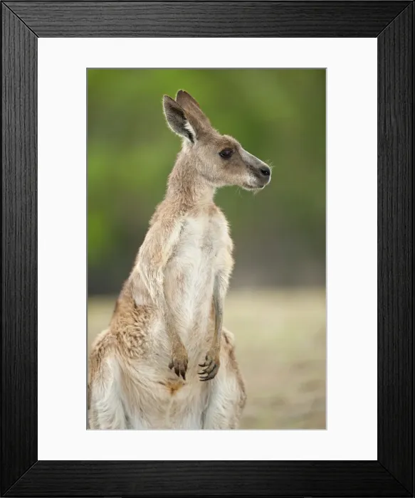 Framed Print : Eastern grey kangaroo (Macropus giganteus), Lone Pine Koala Sanctuary, Brisbane Framed Print : Eastern grey kangaroo (Macropus giganteus), Lone Pine Koala Sanctuary, Brisbane