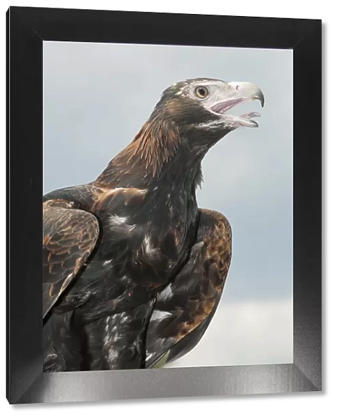Wedge-tailed eagle (Aquila audax) squawking, Brisbane, Queensland, Australia