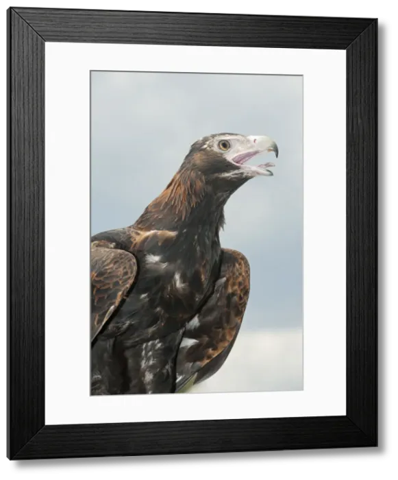 Framed Print : Wedge-tailed eagle (Aquila audax) squawking, Brisbane, Queensland, Australia Framed Print : Wedge-tailed eagle (Aquila audax) squawking, Brisbane, Queensland, Australia