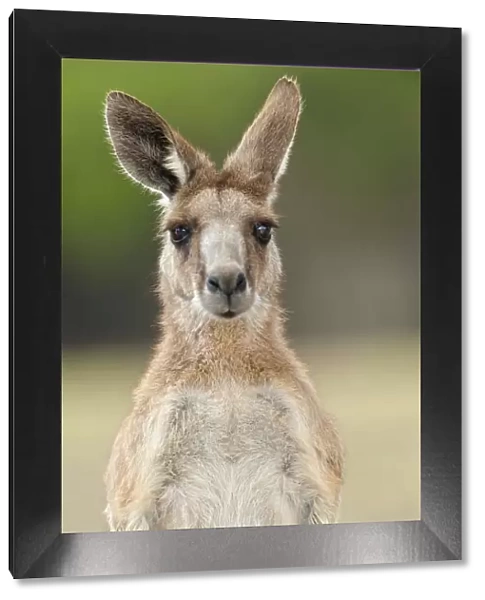 Eastern grey kangaroo (Macropus giganteus), Lone Pine Koala Sanctuary, Brisbane