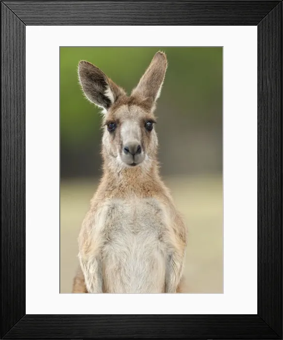 Framed Print : Eastern grey kangaroo (Macropus giganteus), Lone Pine Koala Sanctuary, Brisbane Framed Print : Eastern grey kangaroo (Macropus giganteus), Lone Pine Koala Sanctuary, Brisbane