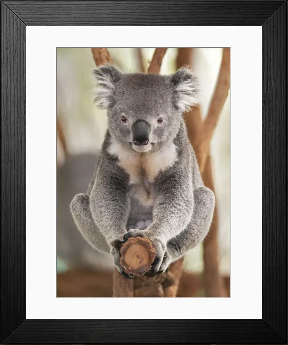 Framed Print : Koala (Phascolarctos Cinereous) sitting on Eucalyptus tree branch, Brisbane, Queensland Framed Print : Koala (Phascolarctos Cinereous) sitting on Eucalyptus tree branch, Brisbane, Queensland