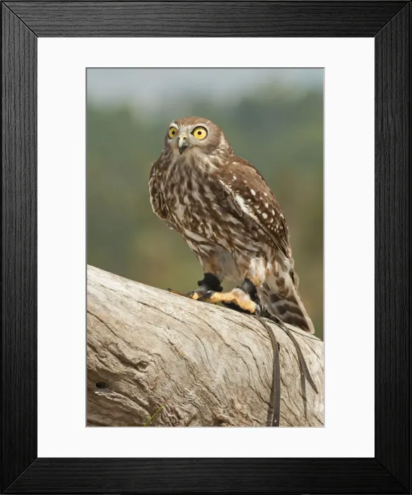 Framed Print : Barking Owl (Ninox connivens), Lone Pine Koala Sanctuary, Brisbane, Queensland, Australia Framed Print : Barking Owl (Ninox connivens), Lone Pine Koala Sanctuary, Brisbane, Queensland, Australia