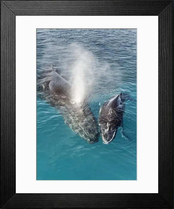 Framed Print : Humpback Whales, Mother and Calf (Megaptera novaeangliae), Hervey Bay, Queensland