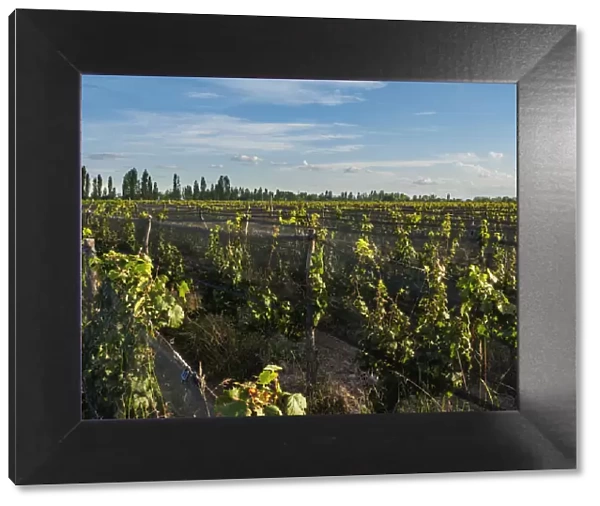 Vineyard of Bodega Viamonte, Lujan de Cuyo, Mendoza Province, Argentina