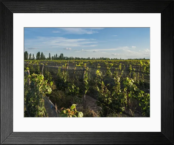 Framed Print : Vineyard of Bodega Viamonte, Lujan de Cuyo, Mendoza Province, Argentina Framed Print : Vineyard of Bodega Viamonte, Lujan de Cuyo, Mendoza Province, Argentina