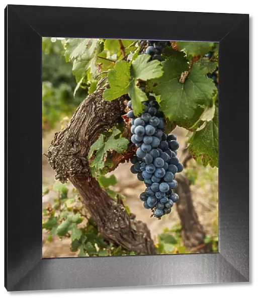 Malbec Grapes, Viamonte Vineyard, Lujan de Cuyo, Mendoza Province, Argentina