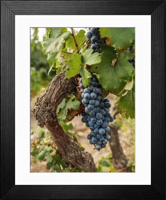 Framed Print : Malbec Grapes, Viamonte Vineyard, Lujan de Cuyo, Mendoza Province, Argentina Framed Print : Malbec Grapes, Viamonte Vineyard, Lujan de Cuyo, Mendoza Province, Argentina