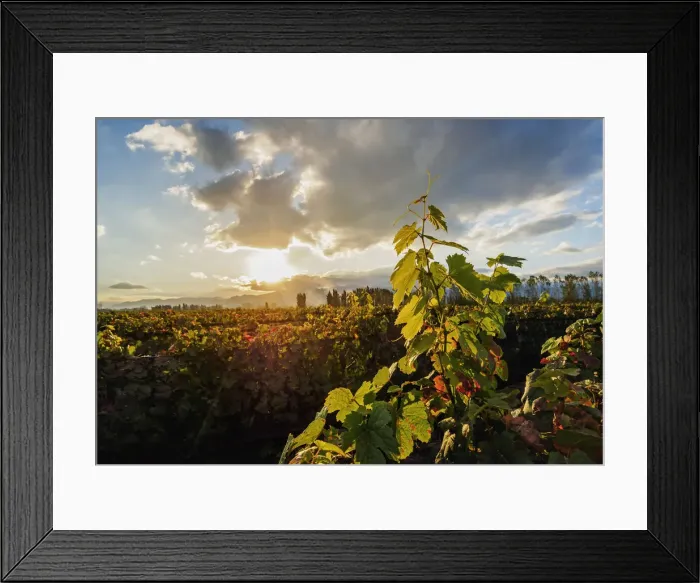 Framed Print : Vineyard of Bodega Viamonte, sunset, Lujan de Cuyo, Mendoza Province, Argentina Framed Print : Vineyard of Bodega Viamonte, sunset, Lujan de Cuyo, Mendoza Province, Argentina