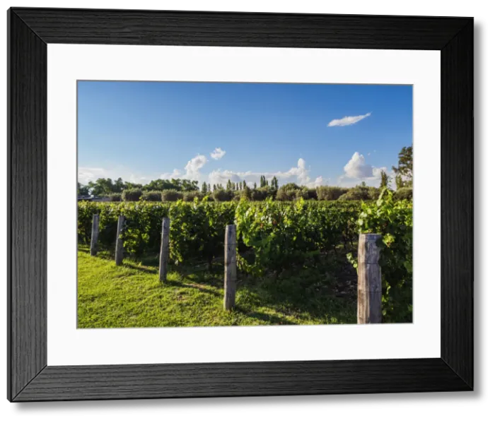 Framed Print : Trapiche Vineyard, Coquimbito, Mendoza Province, Argentina Framed Print : Trapiche Vineyard, Coquimbito, Mendoza Province, Argentina