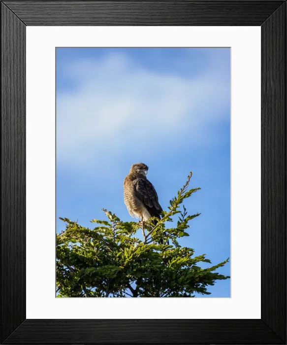 Framed Print : Chimango (Polyborus chimango) on Cerro Campanario, Nahuel Huapi National Park, Rio Framed Print : Chimango (Polyborus chimango) on Cerro Campanario, Nahuel Huapi National Park, Rio