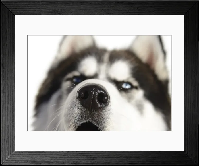 Framed Print : Blue eyes of a husky, Upper Lienz, Pusteria, East Tyrol, Austria Framed Print : Blue eyes of a husky, Upper Lienz, Pusteria, East Tyrol, Austria