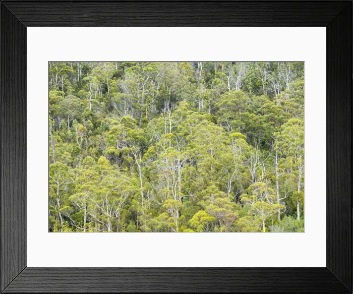 Framed Print : Eucalyptus Forest, Hamilton Island, Whitsunday Islands, Australia Framed Print : Eucalyptus Forest, Hamilton Island, Whitsunday Islands, Australia