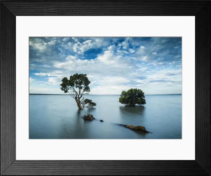 Framed Print : Mangrove Trees, Tenby Point, Victoria, Australia Framed Print : Mangrove Trees, Tenby Point, Victoria, Australia