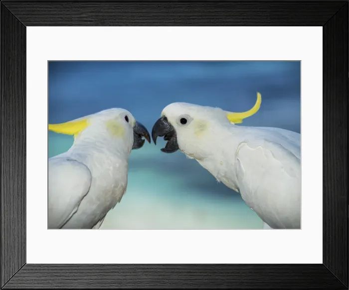 Framed Print : Cockatoos, Hamilton Island, Whitsunday Islands, Queensland, Australia Framed Print : Cockatoos, Hamilton Island, Whitsunday Islands, Queensland, Australia